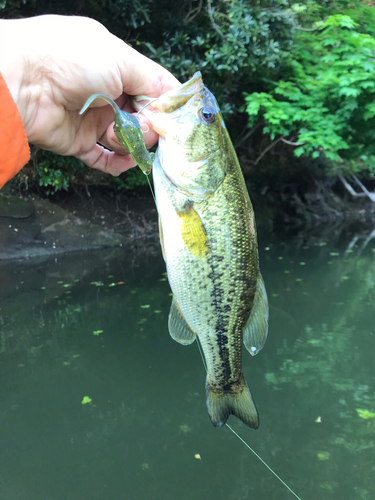 ラージマウスバスの釣果