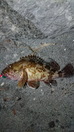 カサゴの釣果