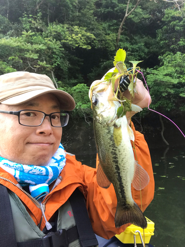 ラージマウスバスの釣果