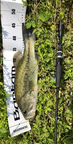 ブラックバスの釣果