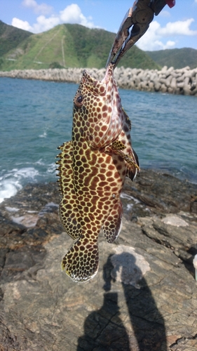 カンモンハタの釣果