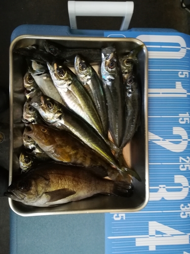 釣果