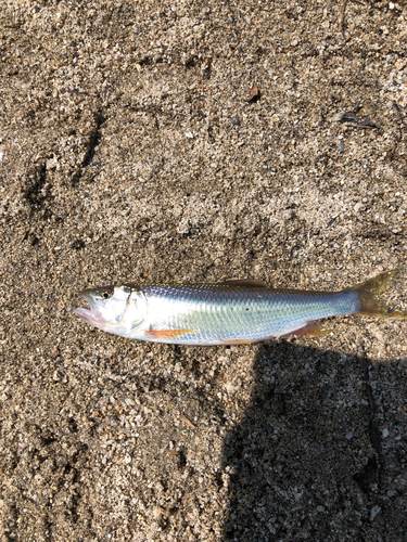 ハスの釣果