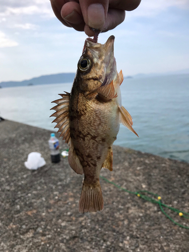 メバルの釣果