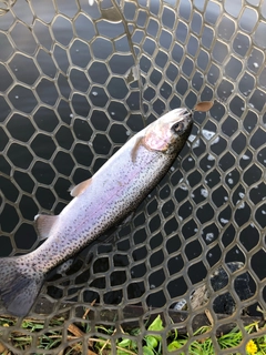 ニジマスの釣果