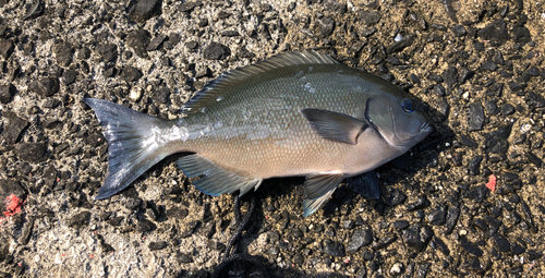 クロメジナの釣果