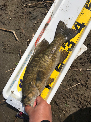 スモールマウスバスの釣果