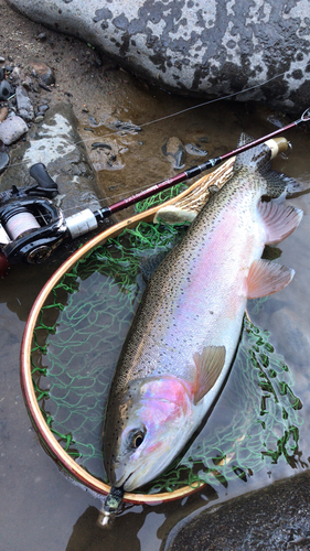 ニジマスの釣果