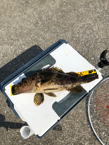 ベッコウゾイの釣果