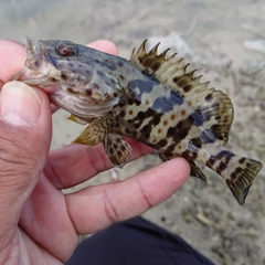 チャイロマルハタの釣果