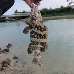 マダラハタの釣果