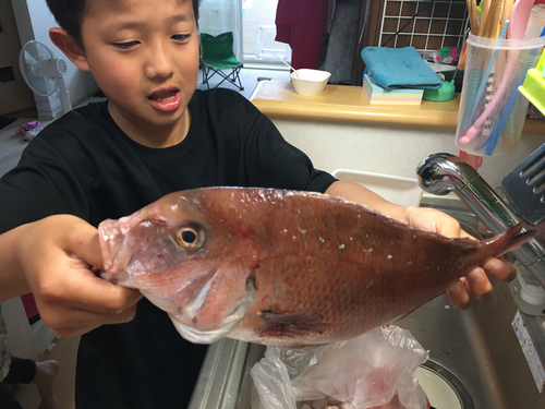 マダイの釣果