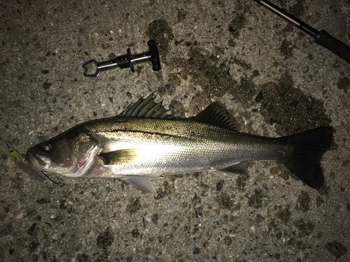 シーバスの釣果