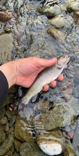 イワナの釣果