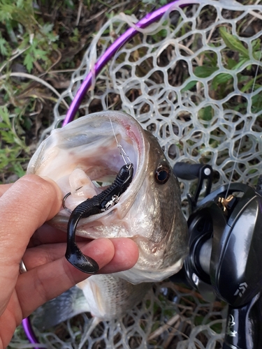 ブラックバスの釣果