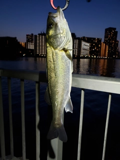 シーバスの釣果