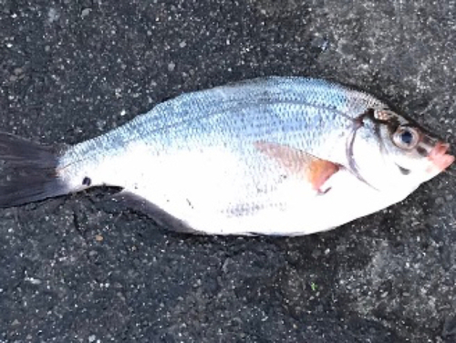 ウミタナゴの釣果