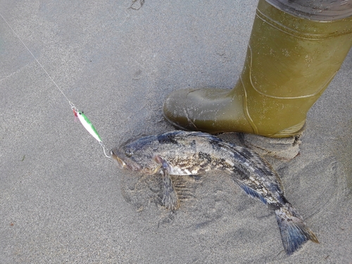 アイナメの釣果