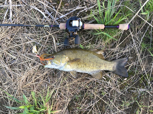 スモールマウスバスの釣果