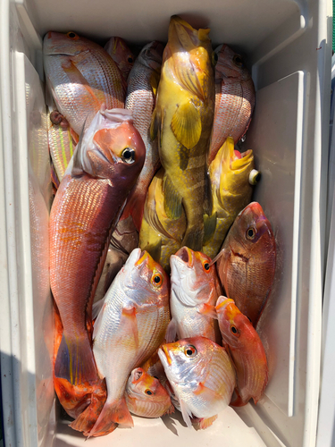 アマダイの釣果