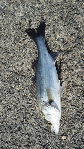 セイゴ（マルスズキ）の釣果