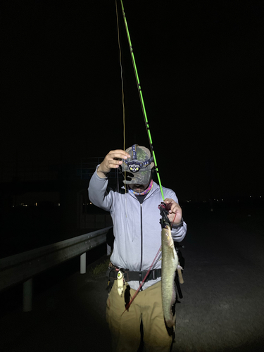 ナマズの釣果