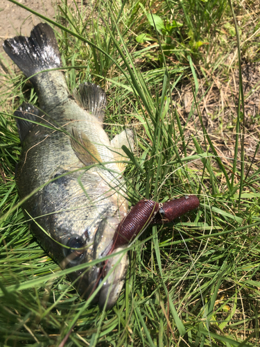 ブラックバスの釣果