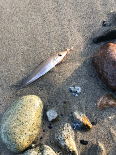 キスの釣果