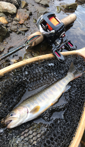 イワナの釣果