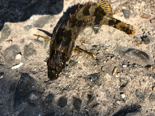 タケノコメバルの釣果