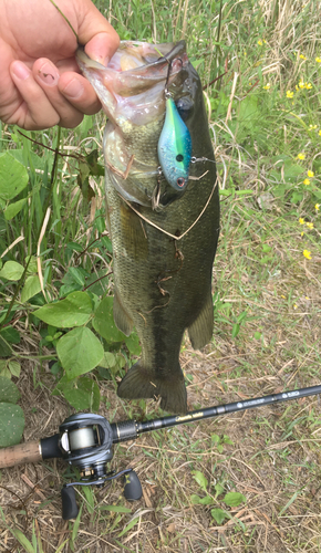 ブラックバスの釣果