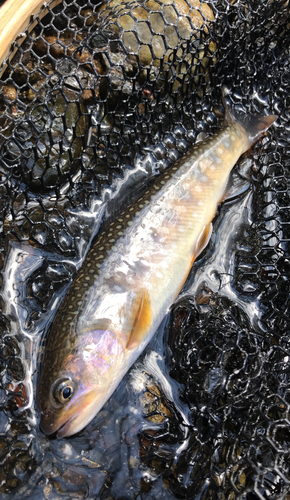 イワナの釣果