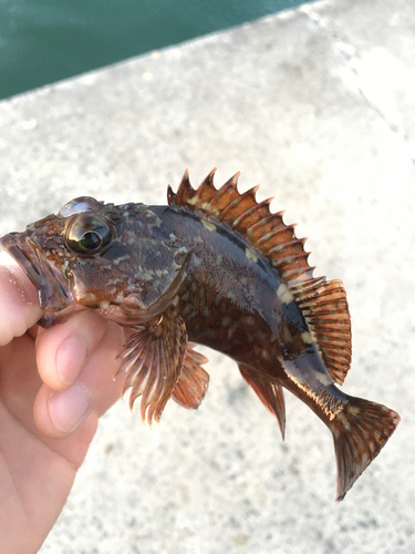 カサゴの釣果