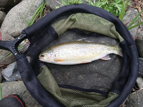 ニジマスの釣果