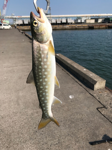 アメマスの釣果