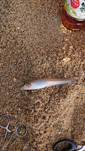 キスの釣果