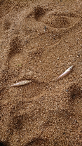 キスの釣果