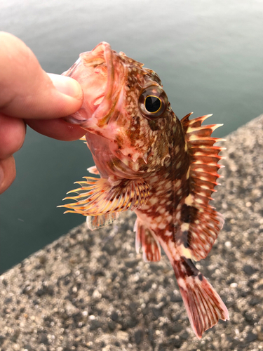 アラカブの釣果