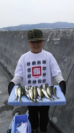 アジの釣果