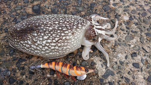 シリヤケイカの釣果