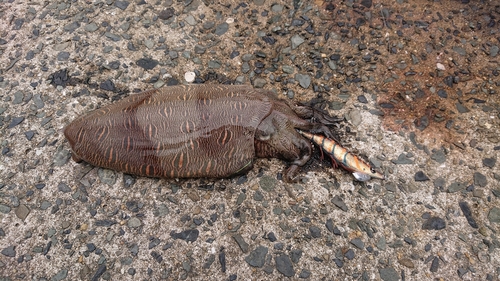 モンゴウイカの釣果