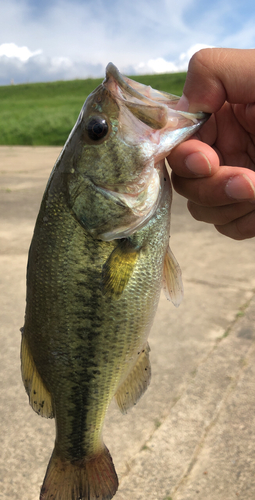 ブラックバスの釣果