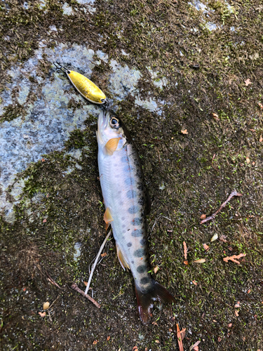 アマゴの釣果