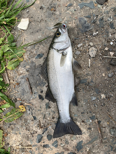 セイゴ（ヒラスズキ）の釣果