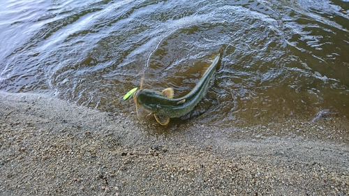 ナマズの釣果