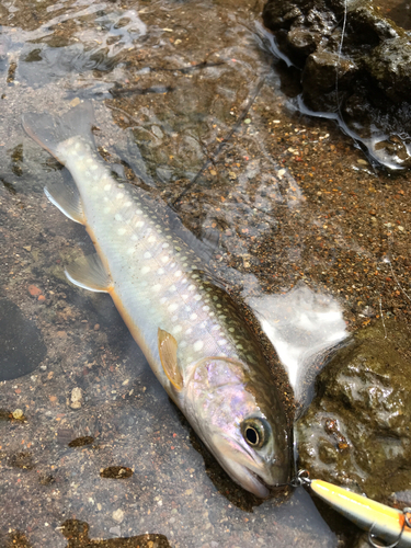 イワナの釣果