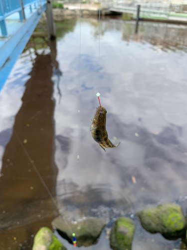 ハゼの釣果