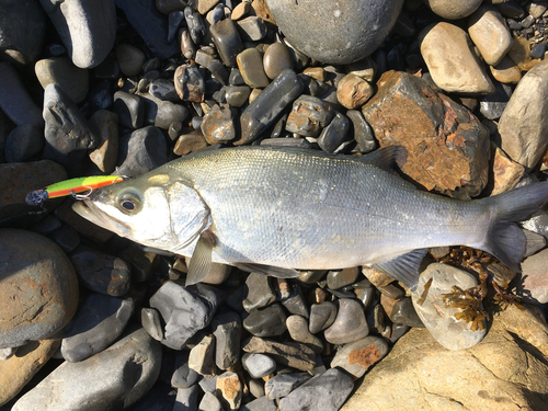 セイゴ（ヒラスズキ）の釣果