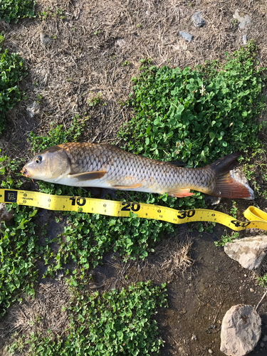 コイの釣果