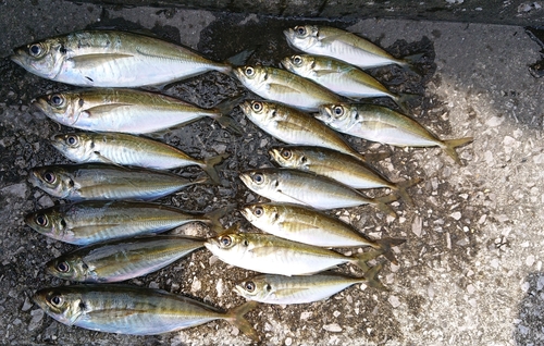 アジの釣果